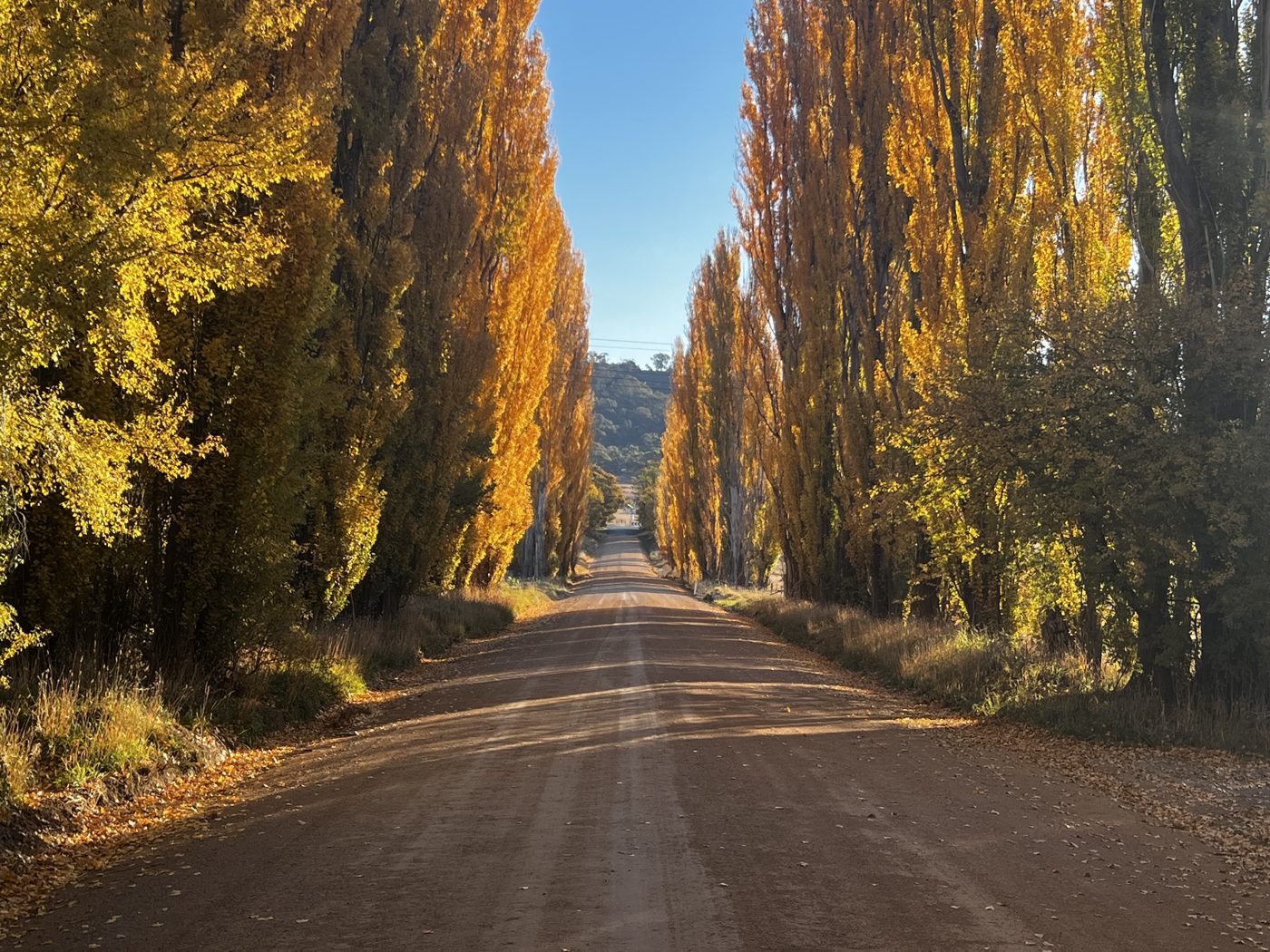 A poplar-lined country road in autumn in the Monaro region, NSW